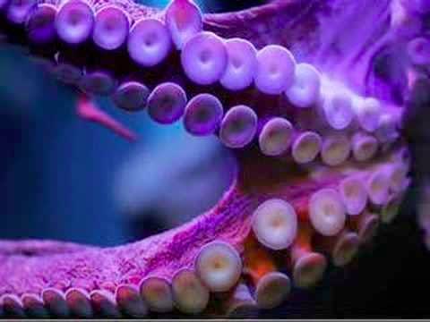 The passionate purple squeeze