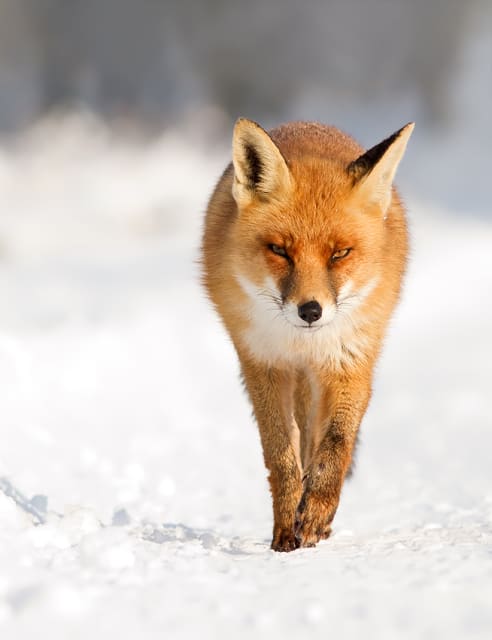 FireFox / Roeselien Raimond