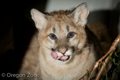 Orphaned Cougar Cubs / Oregon Zoo