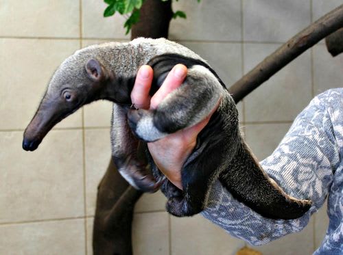 Giant Anteater / Warsaw Zoo