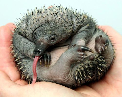 World’s First Breeding of Zoo-Born Echidnas / Perth Zoo