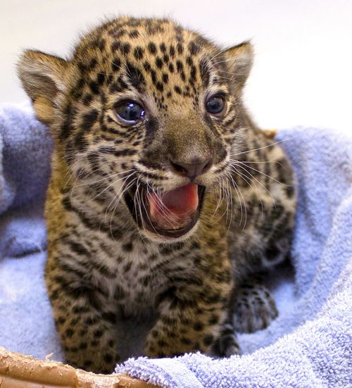 Two Baby Jaguars / Milwaukee County Zoo