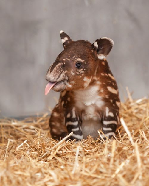 Baird's Tapir Rescue / Nashville Zoo
