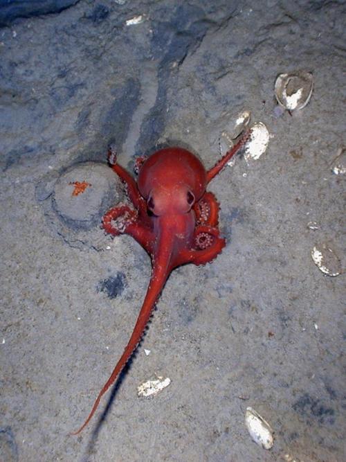 Deep-Water Octopus / I MacDonald