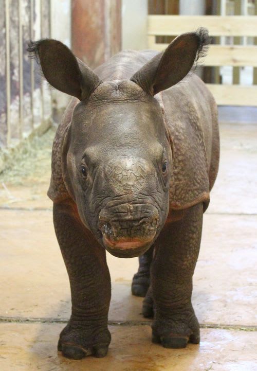 Indian Rhinoceros, Bys / Warsaw Zoo
