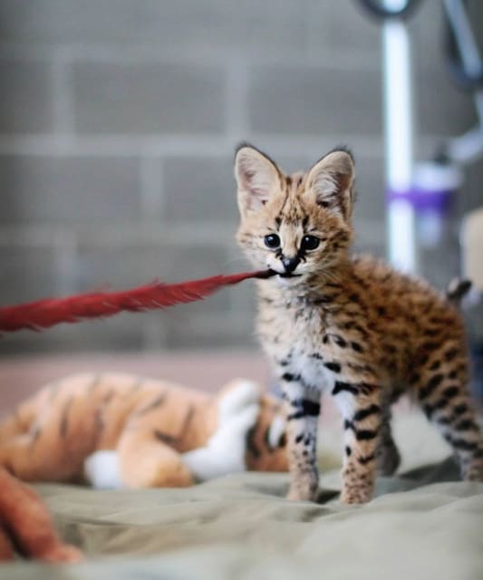 Sheldon, Serval Cub / Point Defiance Zoo
