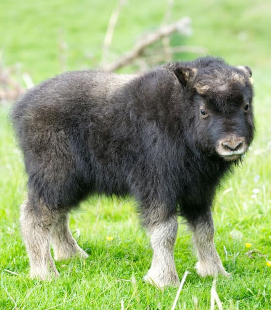 Belle, Musk-Ox Calf / Highland Wildlife Park