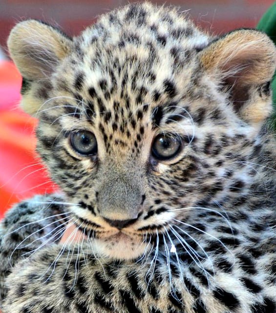 Dante, Persian Leopard Cub / Budapest Zoo