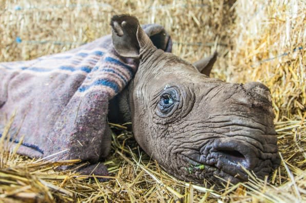 Caring for Nicky, the Blind Baby Rhino