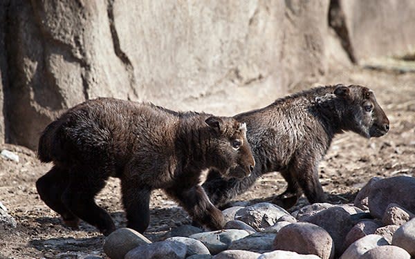 Sichuan Takin / Lincoln Park Zoo