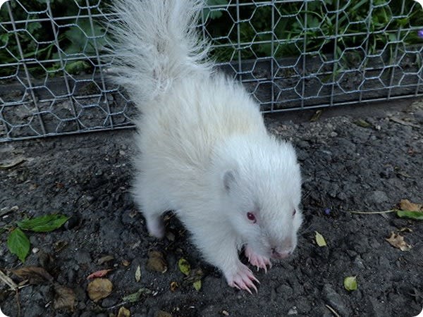 Albino Skunk Kit / Five Sisters Zoo