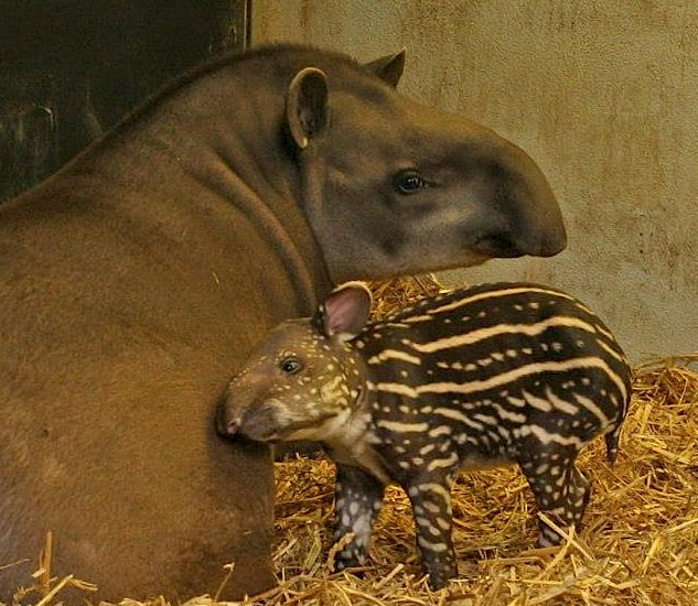 South American Tapir / Zoo Salzburg