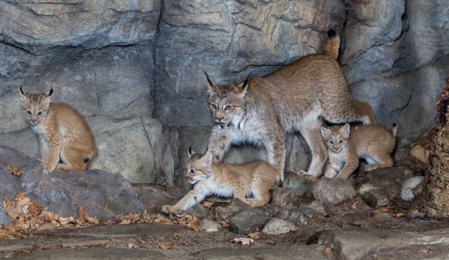 Lynx Kitten / Espace Pour La Vie Biodôme