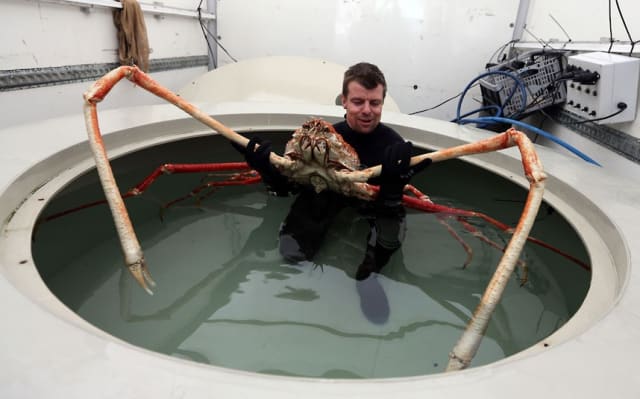 Japanese Spider Crab / Sea Life Centre