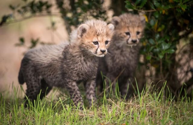 Cheetah Cub Duo / Chester Zoo