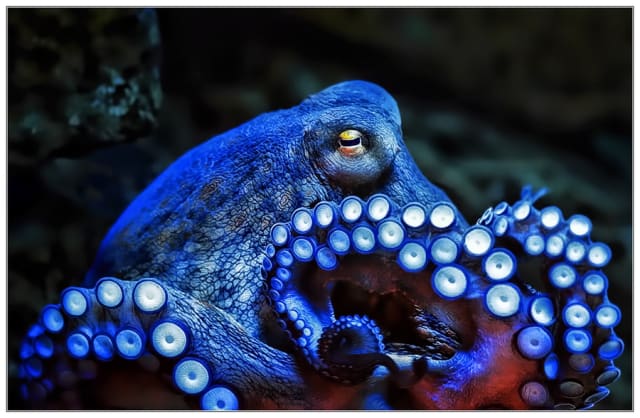 I'm blue / Klaus Wiese