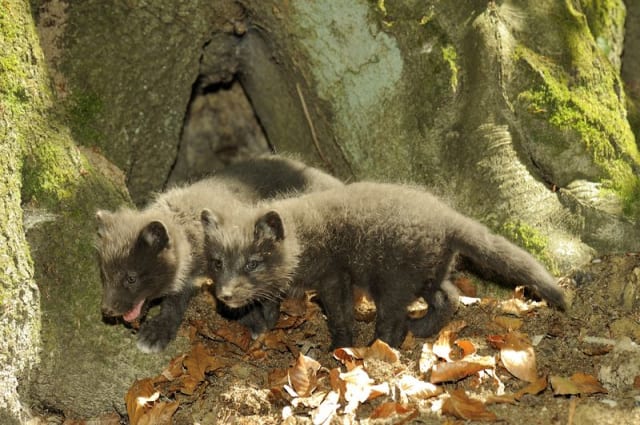 Arctic Foxes / Mulhouse Zoo