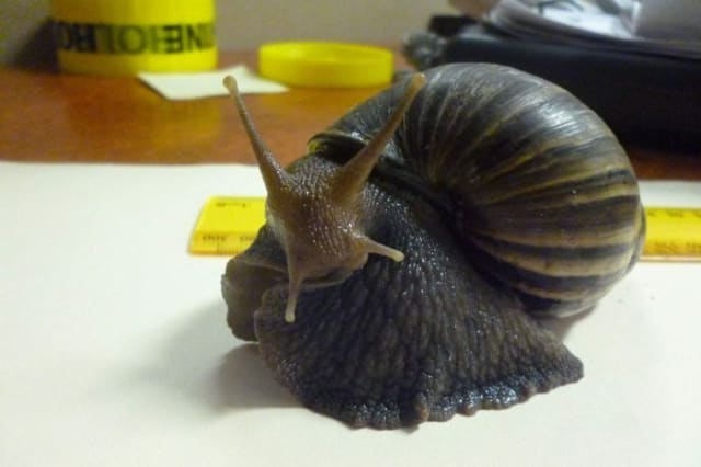 Giant African snail