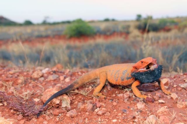 Dragons colour study could fuel breakthroughs
