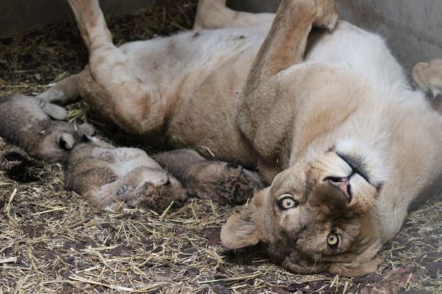 Asiatic Lion Cubs / Emmen Zoo