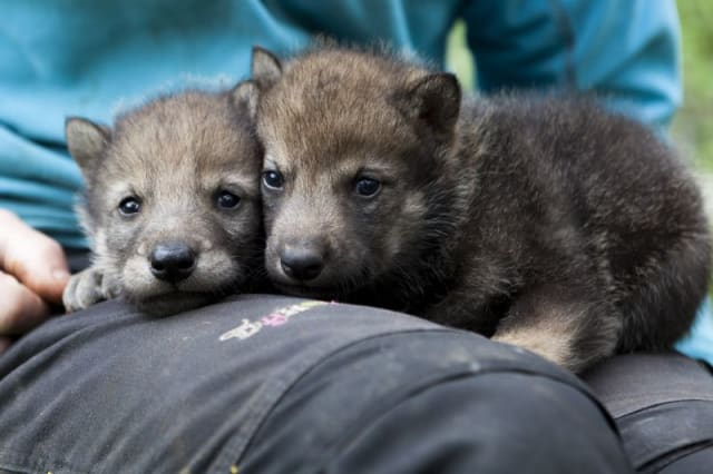 Grey Wolf Pups / Dyreparken