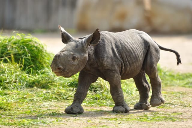 Black Rhino / Zoo Krefeld