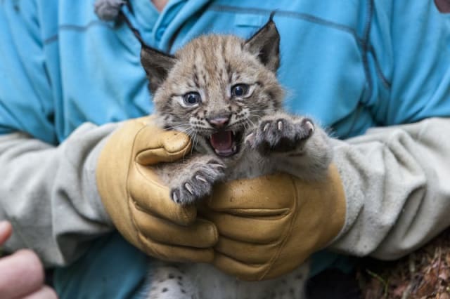 Eurasian Lynx / Kristiansand Zoo