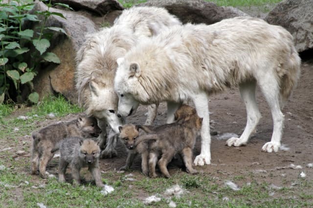 White Canadian Wolf Pups / Berlin Zoo