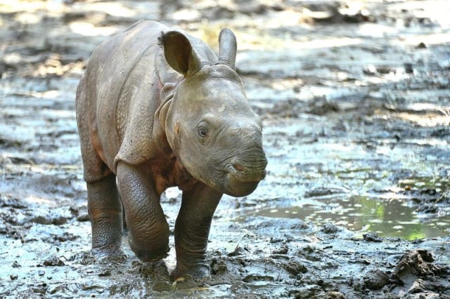 Indian Rhino / Lowry Park Zoo