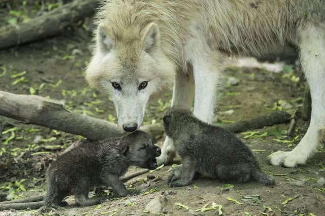 Arctic Wolves / Zoo Vienna