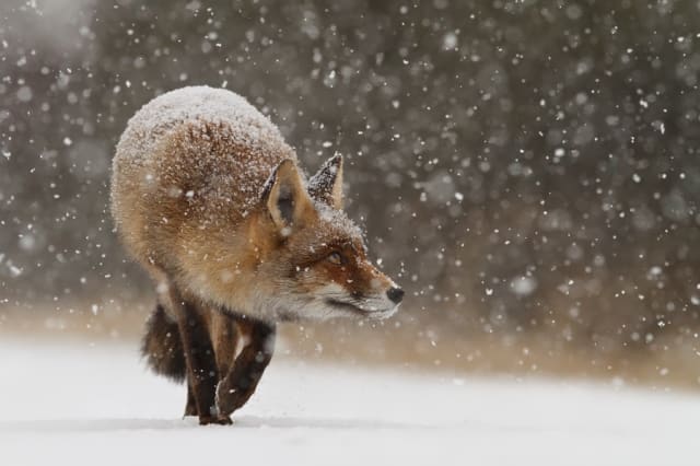 Fox's First Snow / Roeselien Raimond