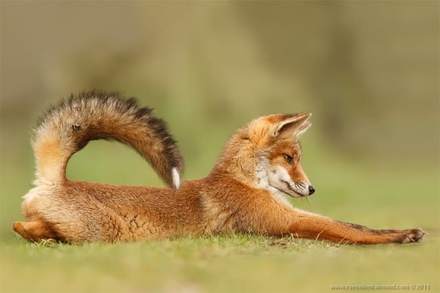 StretchFox / Roeselien Raimond