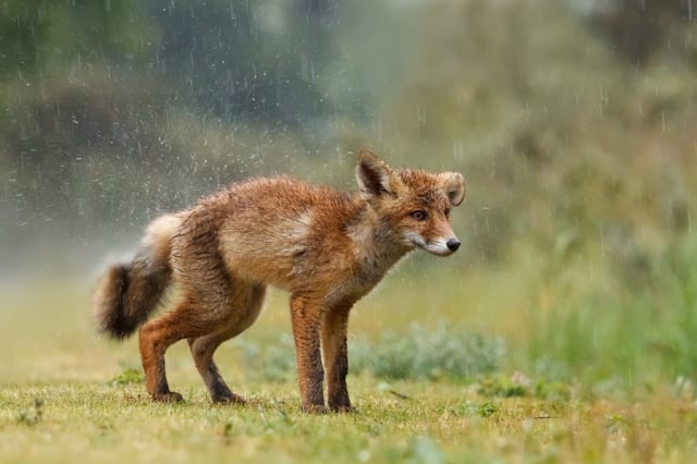 Wet Fox / Roeselien Raimond