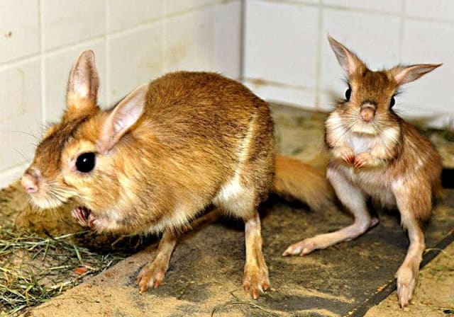 Springhares / Zoo Berlin