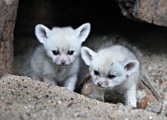 Fennec Fox Kits / Artis Zoo