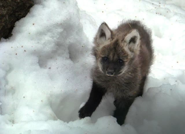 Maned Wolf Pups / Zoo Liberec