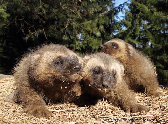 Wolverine Pups / Nordens Ark