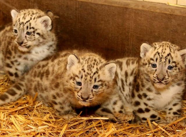 Three Snow Leopard Cubs / Zoo Salzburg