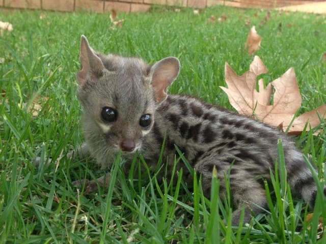 Nora, Large-spotted Genet / National Zoological Gardens of South Africa