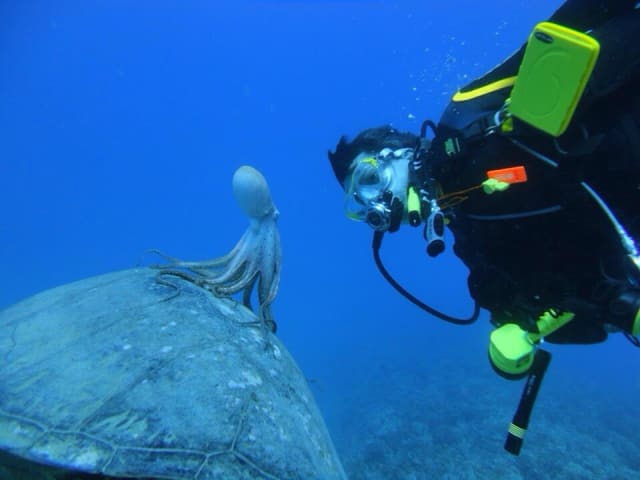 octopus riding a sea turtle / Monksealpup