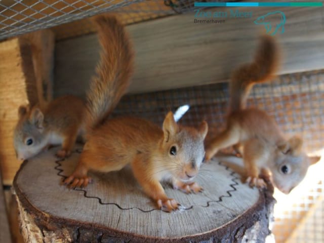 Five Baby Red Squirrels / Zoo am Meer Bremerhaven