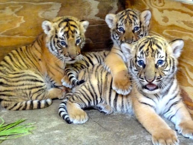 Malayan Tiger Cubs / Busch Gardens Tampa