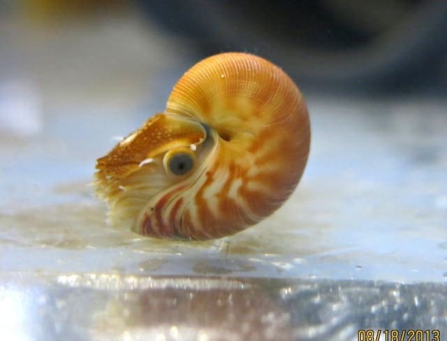 Nautilus / Birch Aquarium