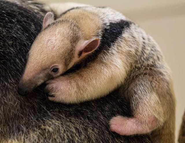 Otis, Southern Tamandua / Buffalo Zoo