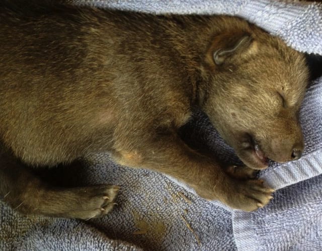 Red Wolf Pup / Red Wolf Recovery Program