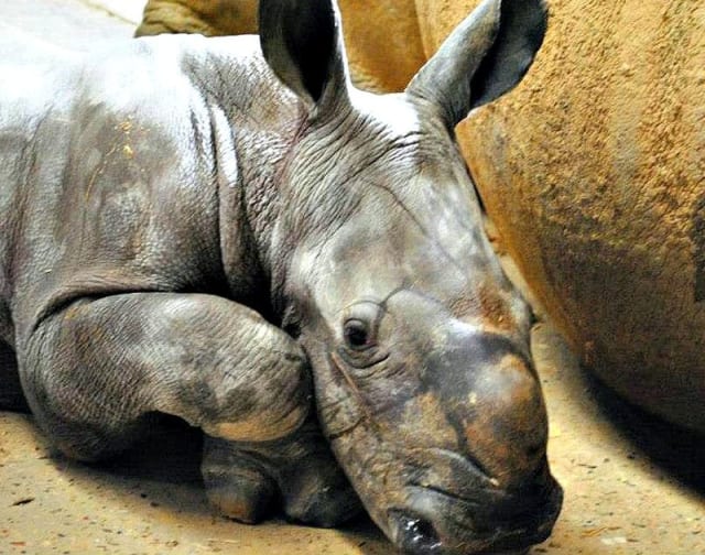 Emily, White Rhino Calf / Colchester Zoo