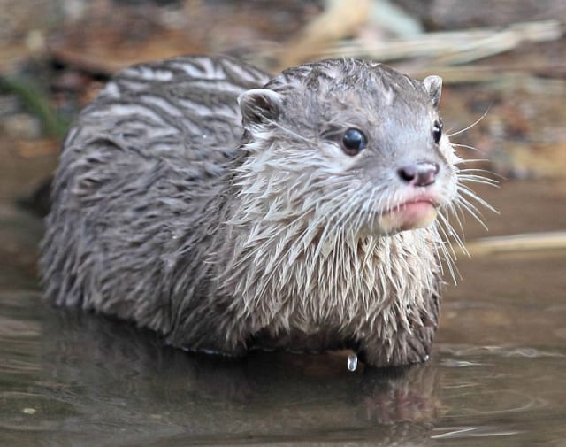 Asian Small-clawed Otters / Exmoor Zoo