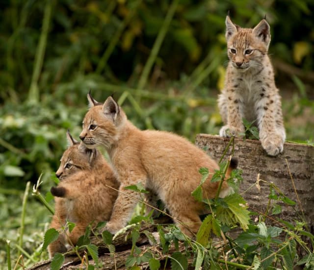 Ruby, Amber + Opal, Lynx Kittens / ZSL Whipsnade Zoo