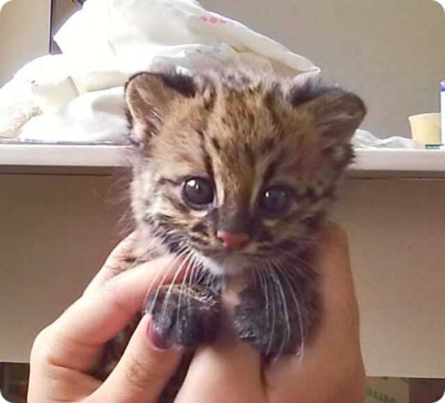 Oncilla Cub / Mata Ciliar