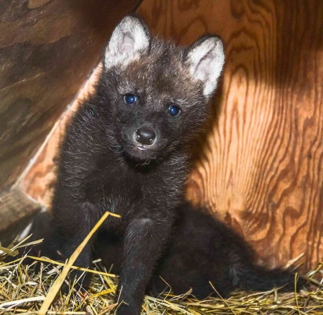 Bold + Shy, Maned Wolf Pups / Smithsonian Conservation Biology Institute